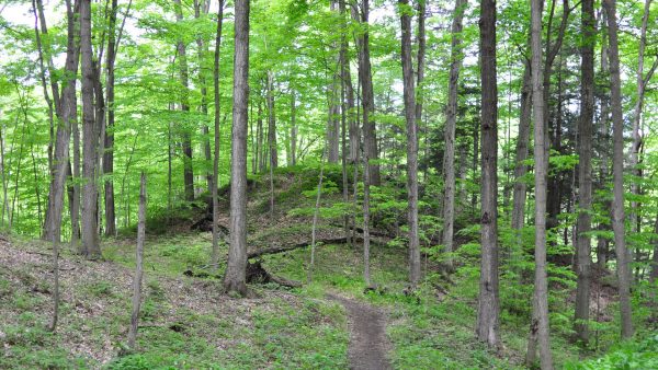 a trail winding through a forest.